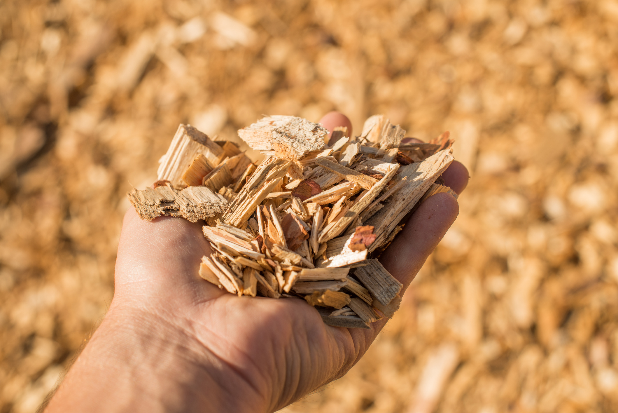 woodchips in hand